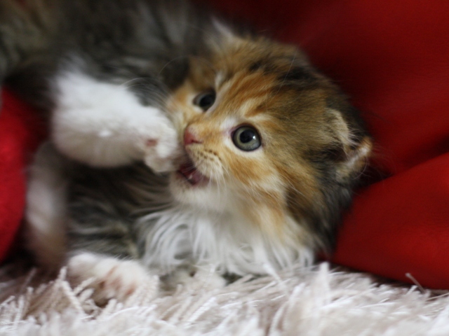 マンチカンの子猫画像