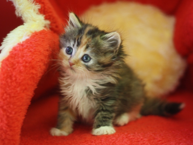 マンチカンの子猫画像