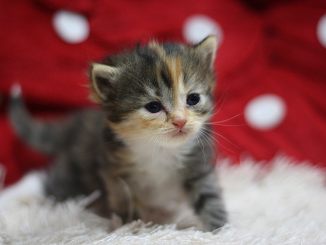 マンチカンの子猫画像