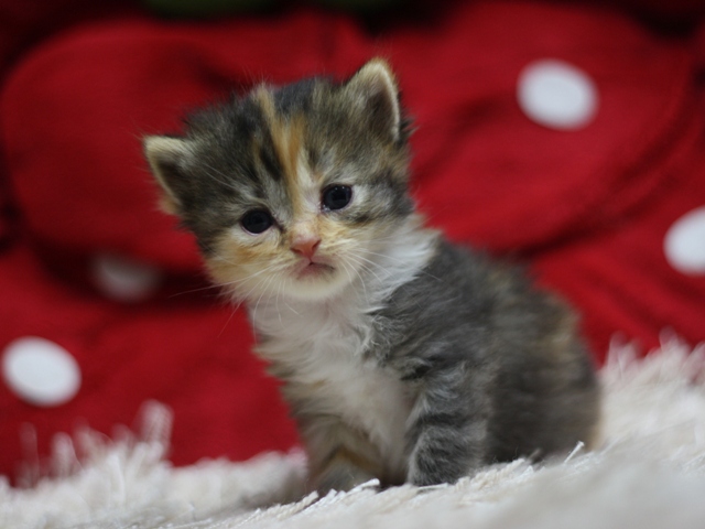 マンチカンの子猫画像