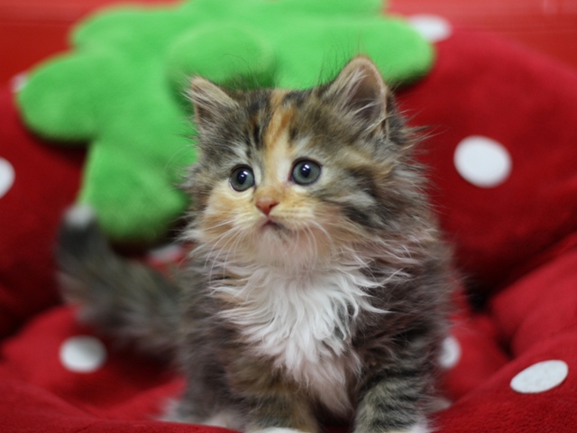 マンチカンの子猫画像