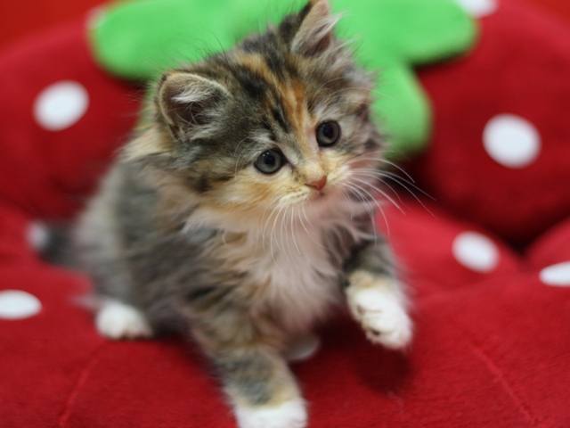 マンチカンの子猫画像