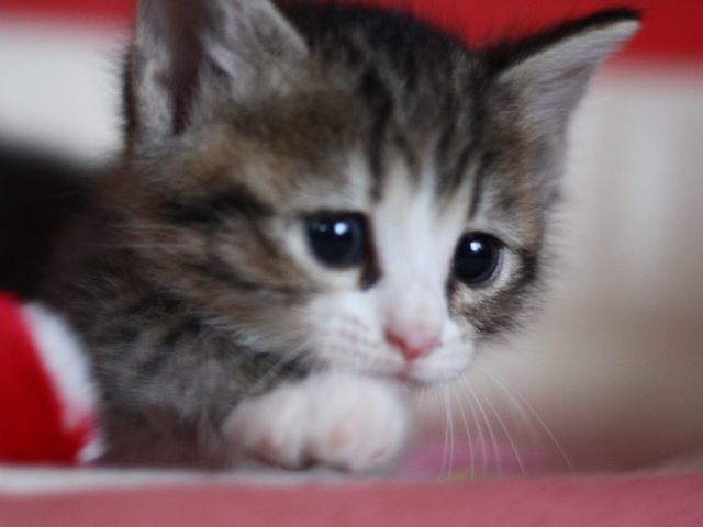 マンチカンの子猫画像