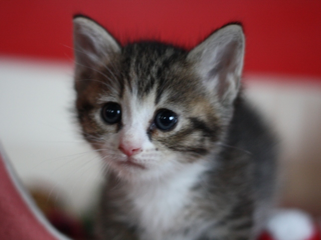 マンチカンの子猫画像