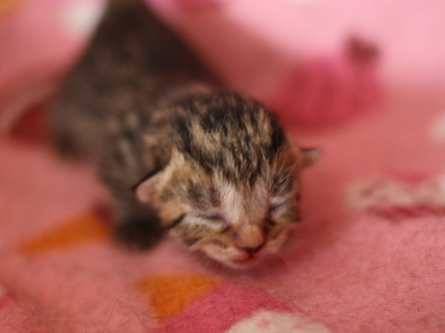 マンチカンの子猫画像