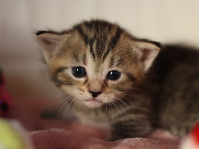 マンチカンの子猫画像