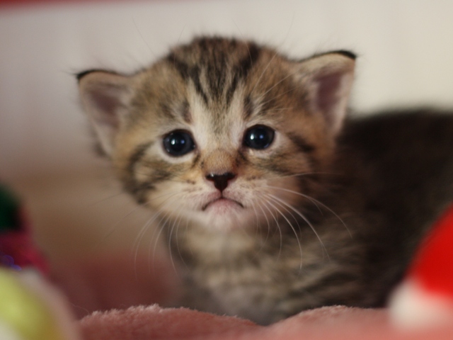 マンチカンの子猫画像