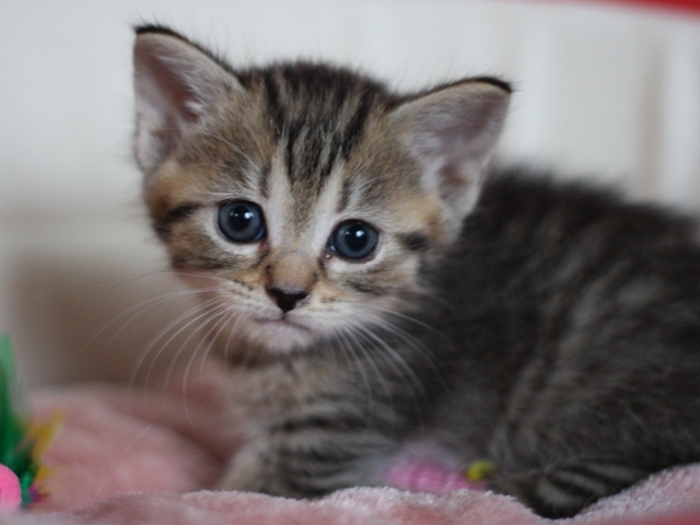 マンチカンの子猫画像