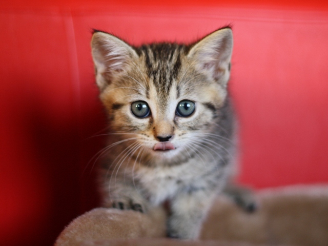 マンチカンの子猫画像