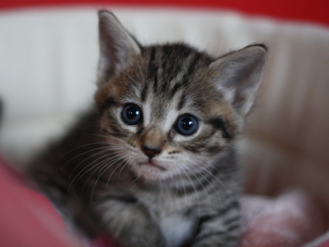 マンチカンの子猫画像