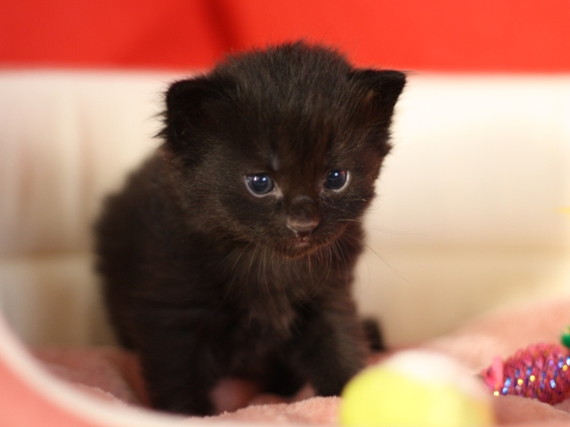 マンチカンの子猫画像