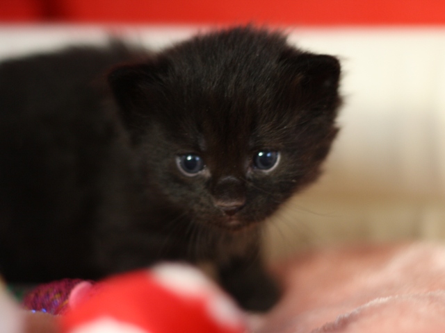 マンチカンの子猫画像