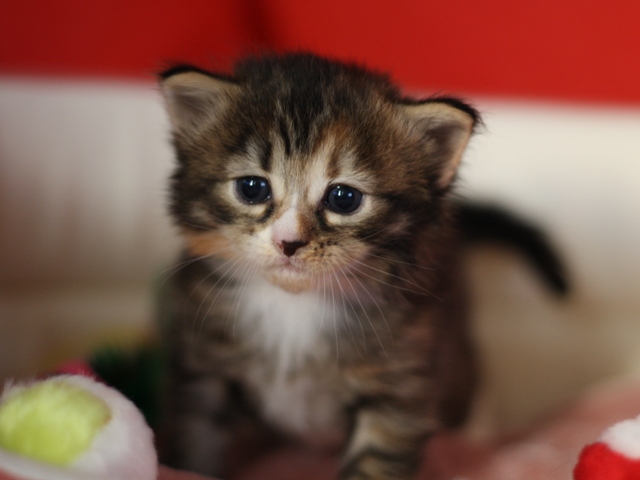 マンチカンの子猫画像