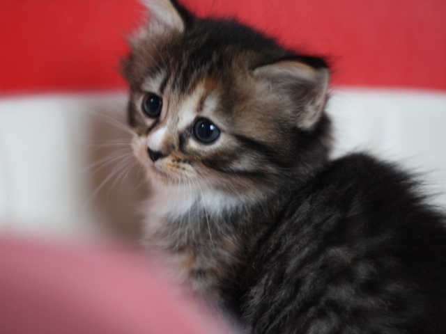 マンチカンの子猫画像