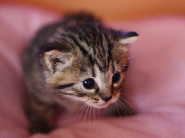 マンチカンの子猫画像