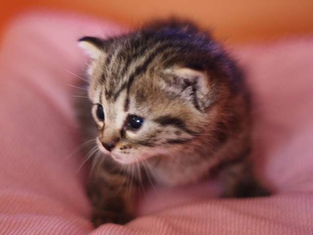 マンチカンの子猫画像