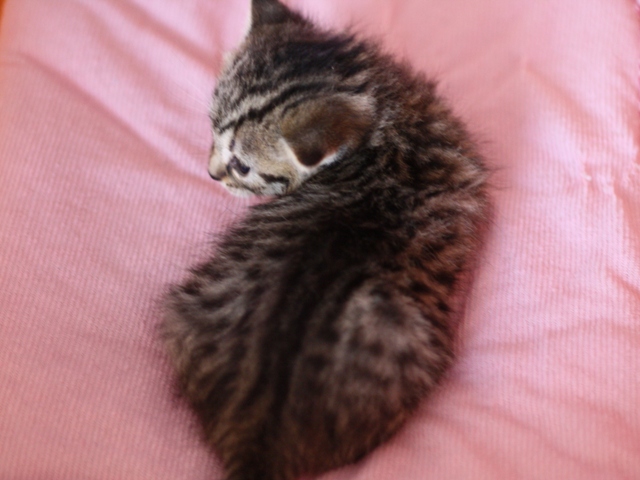 マンチカンの子猫画像