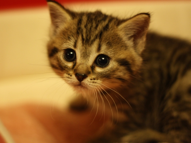 マンチカンの子猫画像