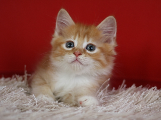 マンチカンの子猫画像