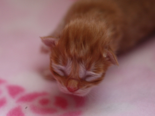 マンチカンの子猫画像