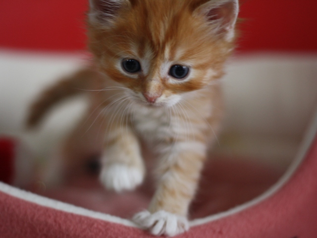 マンチカンの子猫画像