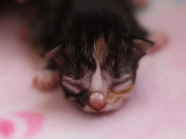 マンチカンの子猫画像