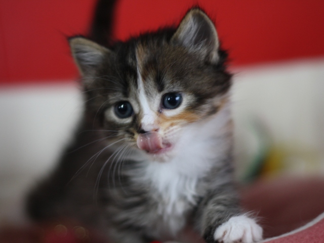 マンチカンの子猫画像