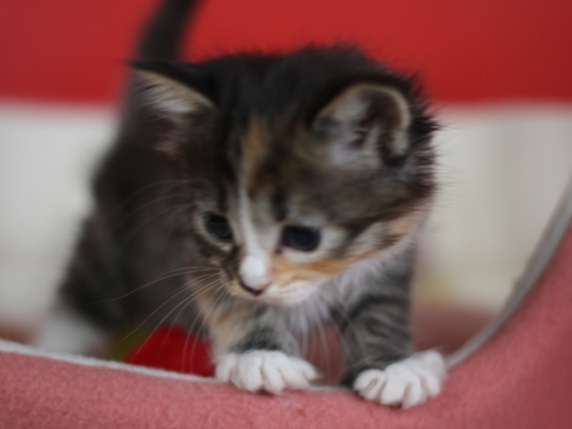 マンチカンの子猫画像