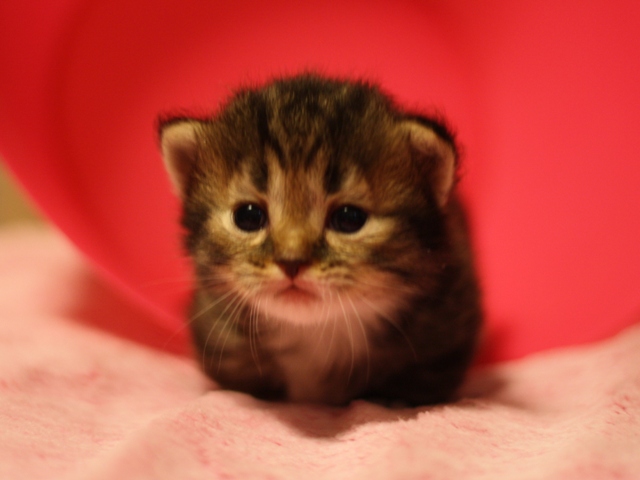 マンチカンの子猫画像