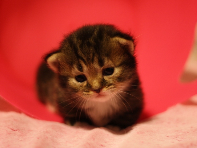 マンチカンの子猫画像