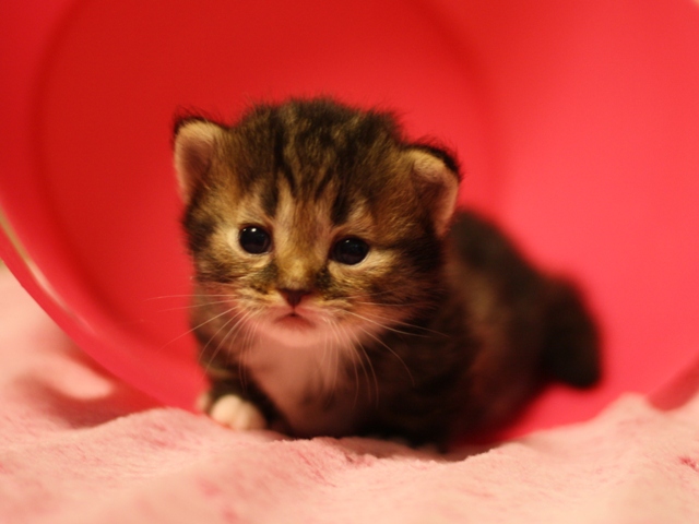 マンチカンの子猫画像