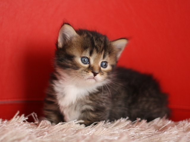 マンチカンの子猫画像