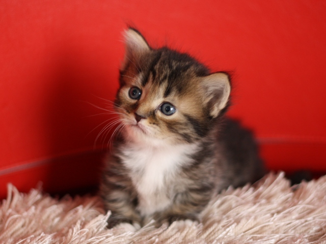 マンチカンの子猫画像