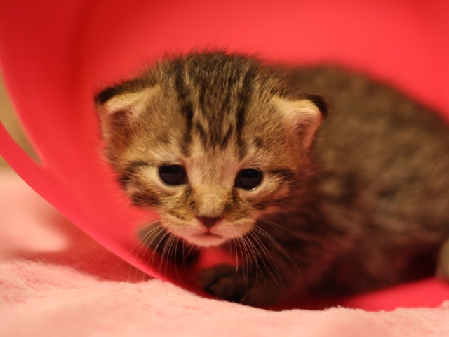 マンチカンの子猫画像