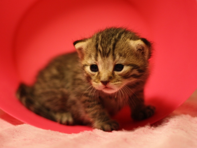 マンチカンの子猫画像