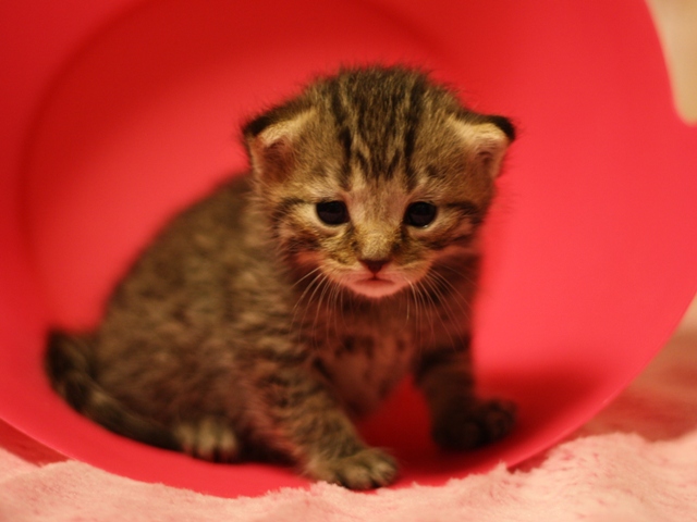 マンチカンの子猫画像