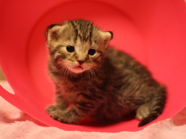 マンチカンの子猫画像