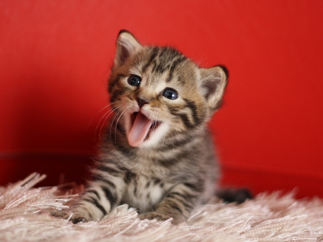 マンチカンの子猫画像