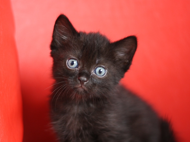 マンチカンの子猫画像