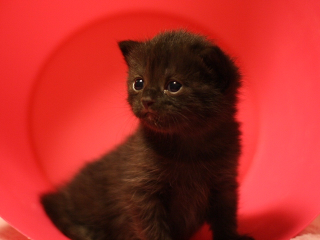 マンチカンの子猫画像