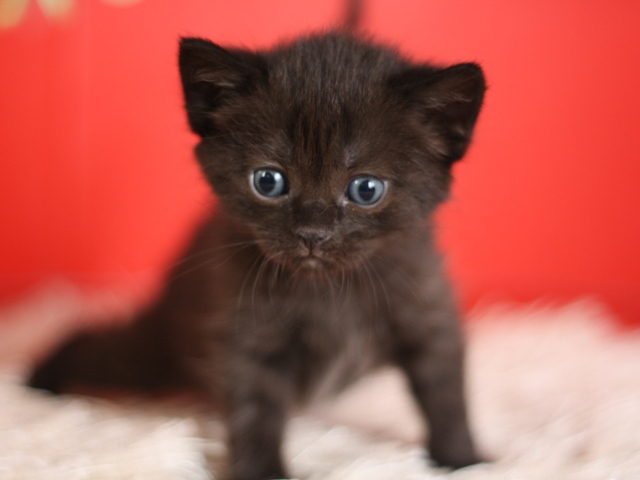 マンチカンの子猫画像