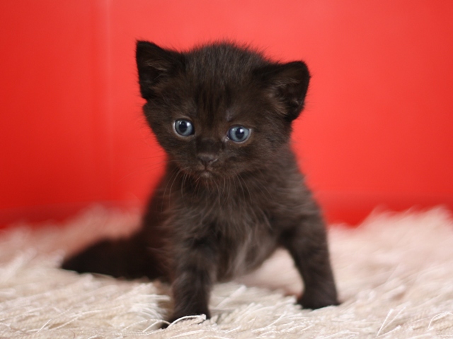 マンチカンの子猫画像