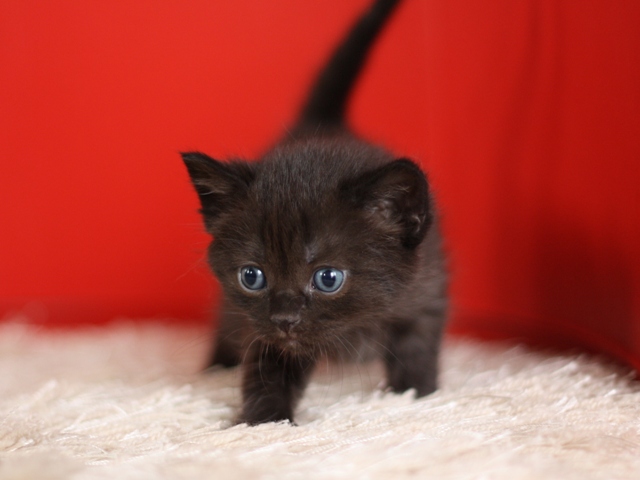 マンチカンの子猫画像