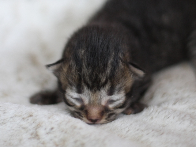 マンチカンの子猫画像