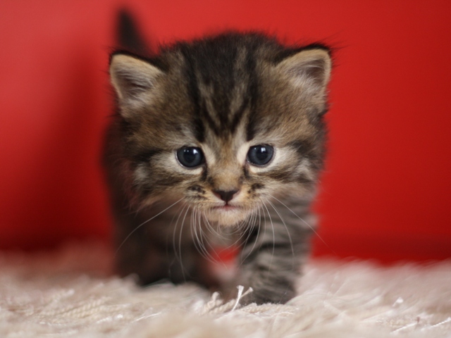 マンチカンの子猫画像