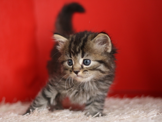 マンチカンの子猫画像