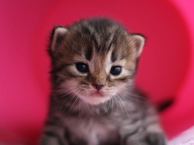 マンチカンの子猫画像