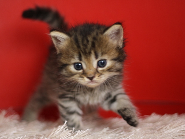 マンチカンの子猫画像