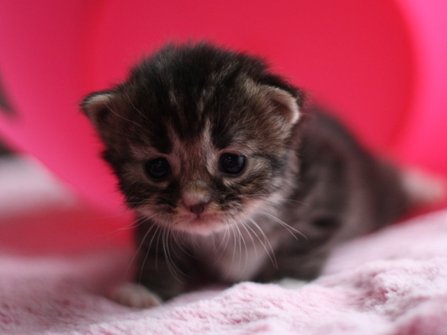 マンチカンの子猫画像