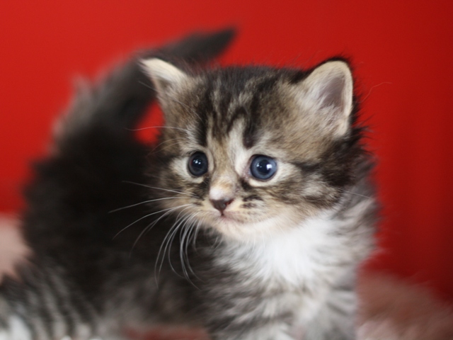 マンチカンの子猫画像